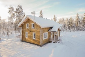 hallahaukka_winter2